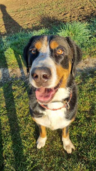 Schweizer Sennenhunde-Beitrag-Bild