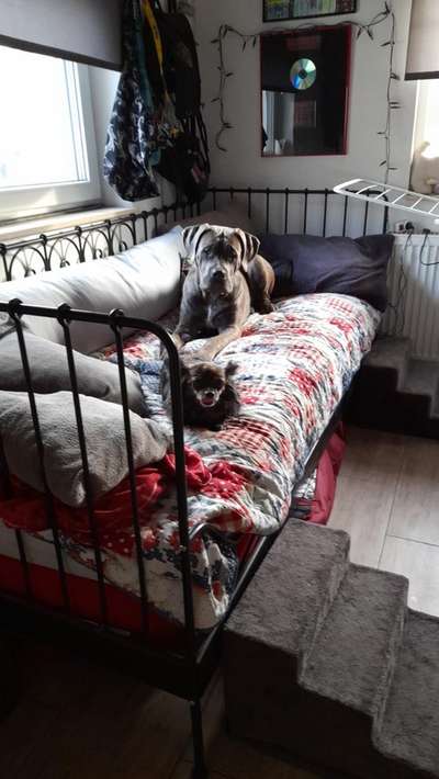 Dogorama Photo Challenge - Gegensätze-Beitrag-Bild