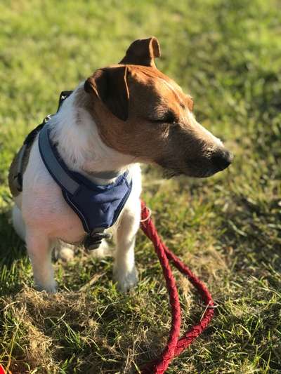 Die Dogorama Monats Challenge "Es grünt und blüht"-Beitrag-Bild