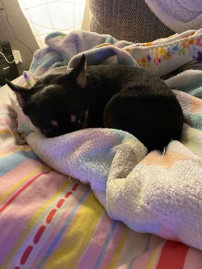 Chihuahua mit im Bett schlafen lassen?-Beitrag-Bild