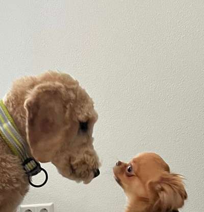 4. Kurzgeschichten Challenge Thema: Hundefreundschaften-Beitrag-Bild