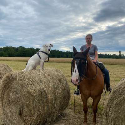 Hundetreffen-Gassi gehen , austoben