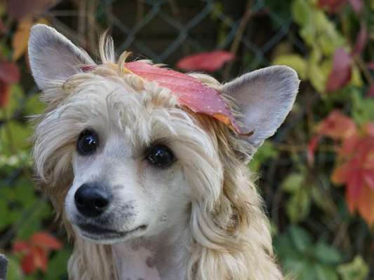 Herbst🍁-Beitrag-Bild