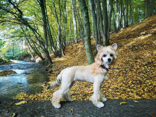 Hund und Natur-Beitrag-Bild