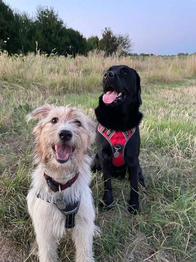 Auslandstierschutz-Beitrag-Bild