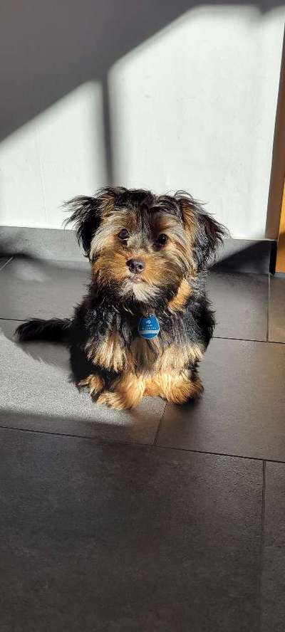 Dogorama Photo Challenge - Be my valentine-Beitrag-Bild