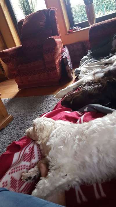 Dogorama Photo Challenge - Die besten Hundebuddys-Beitrag-Bild