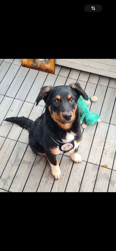 TierschutzhundeStammtisch🐕-Beitrag-Bild