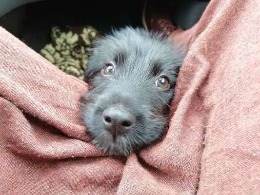 Welpen Bilder !-Beitrag-Bild