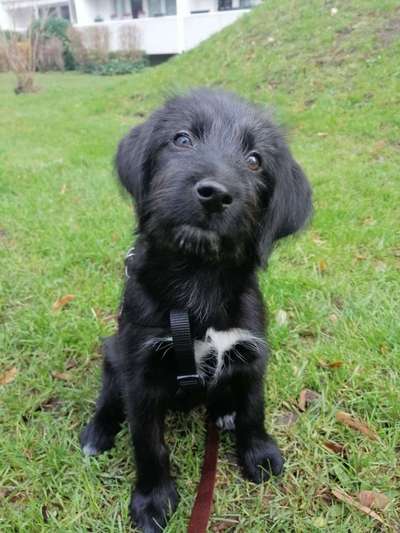 Welpen Bilder !-Beitrag-Bild