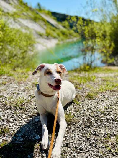 Hundetreffen-Trainingspartner gesucht 🐶🐕-Bild