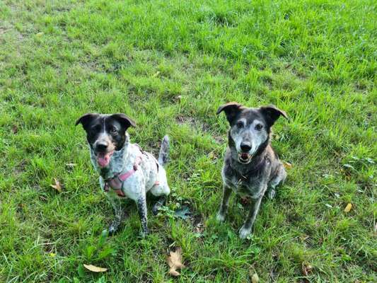 Hundetreffen-Junghundetreffen zum spazieren gehen und toben-Bild