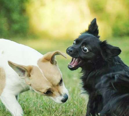 Zeigt eure verrücktesten Hundebilder-Beitrag-Bild