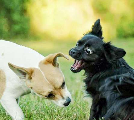 Zeige das lustigste Bild eures Hundis-Beitrag-Bild