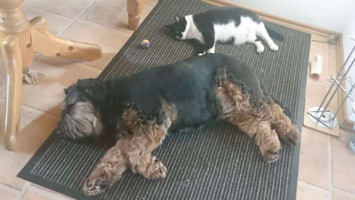 Alles am zerstören-Beitrag-Bild