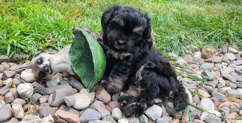 Dein Hund im Dogorama-Kalender 2021-Beitrag-Bild