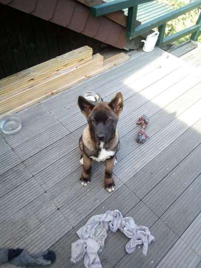 Welpen Bilder !-Beitrag-Bild