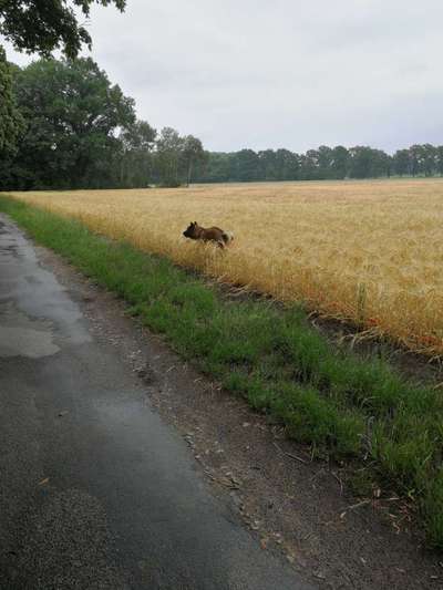 Hundekot :D-Beitrag-Bild