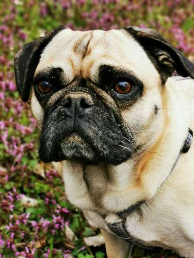 Die Dogorama Kalender Challenge Titelbild-Beitrag-Bild