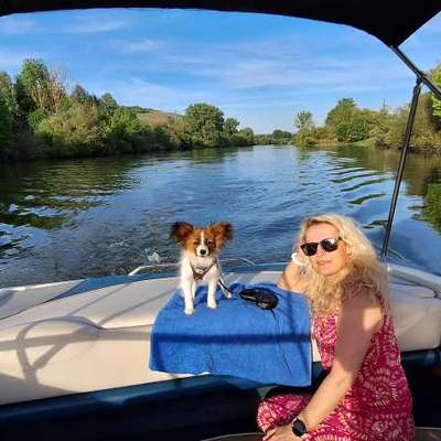 Wo sind die Papillon Besitzer?-Beitrag-Bild