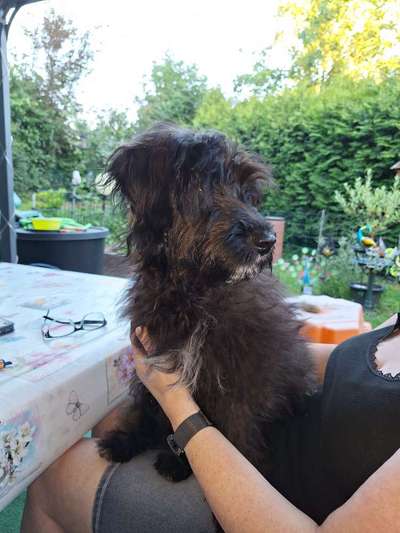 Wie kamst du zu deinem Hund?-Beitrag-Bild