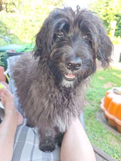 Unsere Fellnasen-Vielfalt im Überblick!-Beitrag-Bild