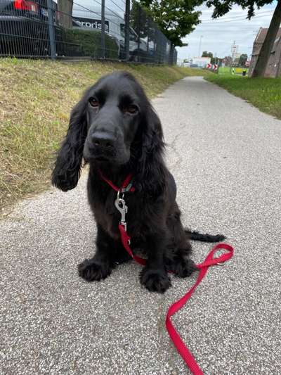Englisch Cocker Spaniel-Beitrag-Bild