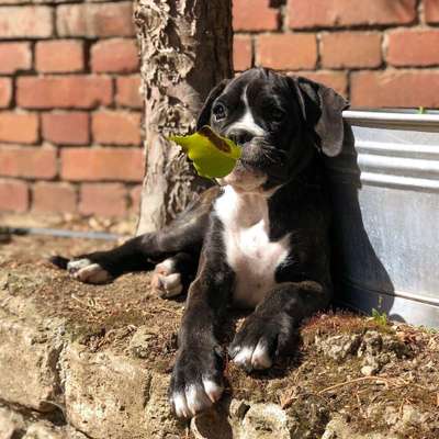 Welpen Bilder !-Beitrag-Bild