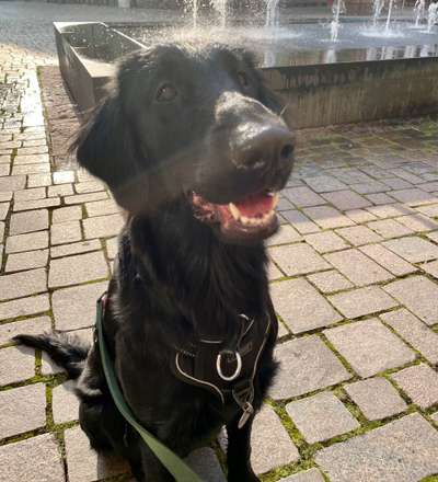 Flat Coated Retriever-Beitrag-Bild