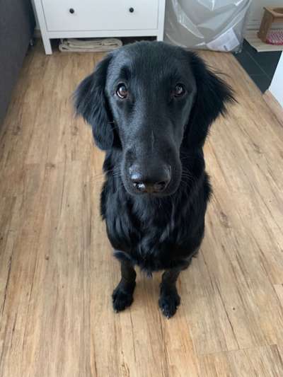 Seltene Rassen!-Beitrag-Bild