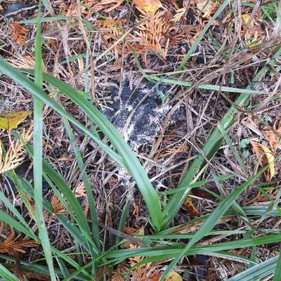 Giftköder-Giftköder? Gefahr beseitigt!-Bild