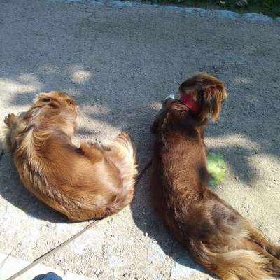 Hundetreffen-Ob Natur oder City. Gassi gehen allein muss nicht sein