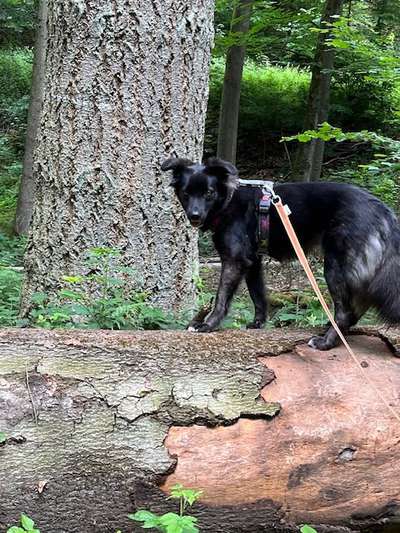 Hundetreffen-Spazieren gehen und toben-Bild