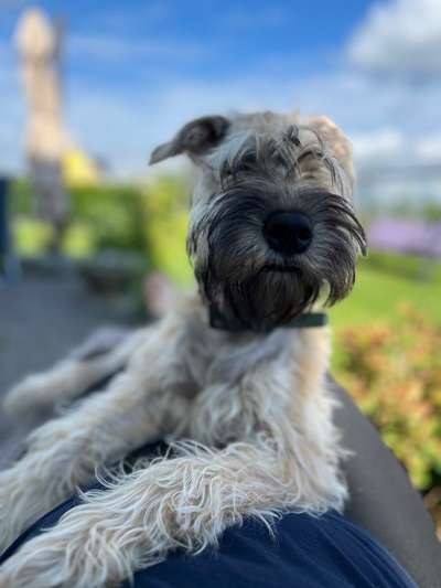 Gibt es hier Irish Soft Coated Wheaten Terrier Besitzer?-Beitrag-Bild