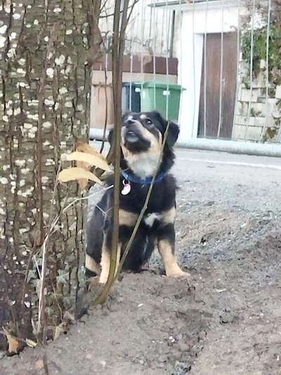 Hundetreffen-Treffen, gegenseitiges Hüten,-Bild