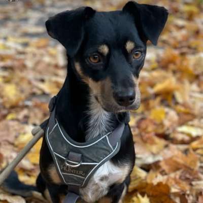 Hundetreffen-Hundefreund gesucht 🫶-Bild