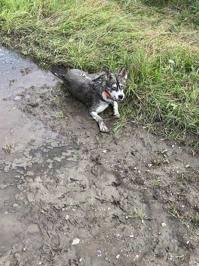 Hundetreffen-Spielrunde für Welpen und Junghunde-Bild