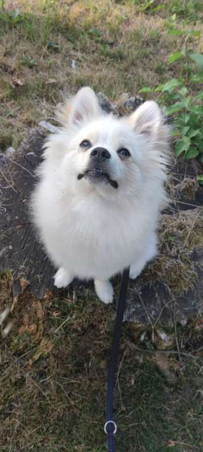 Hundetreffen-Spielrunde-Bild