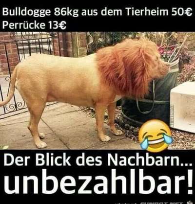Hunde Memes-Beitrag-Bild