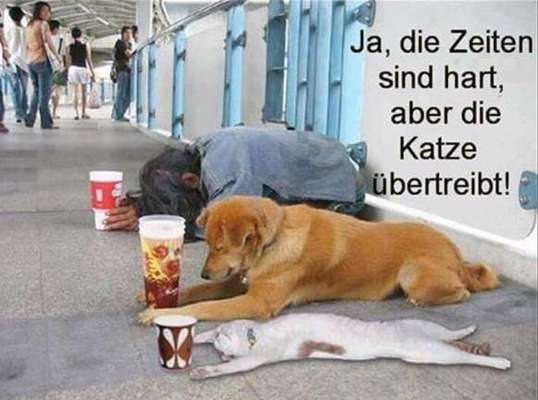 Hunde Memes-Beitrag-Bild