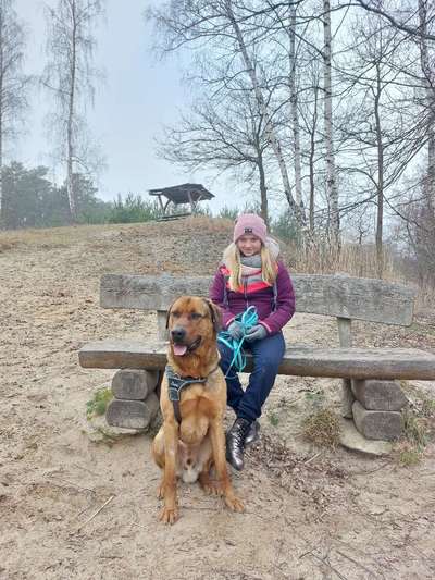 Hundegeschirr-Beitrag-Bild