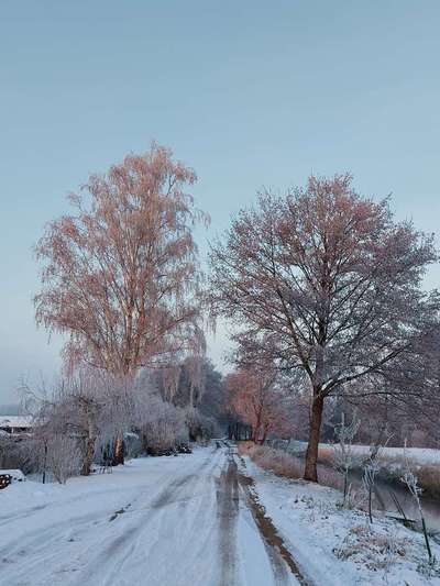 Die wunderschöne Welt mit Hund.-Beitrag-Bild