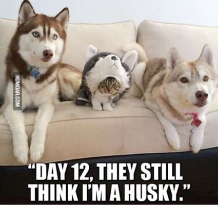 Hunde Memes-Beitrag-Bild