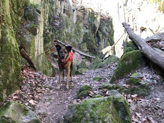 Hundetreffen-Spaziergang mit ruhigen Hunden-Bild