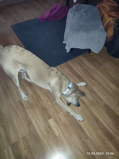 Mischlinge raten - Rätselspaß-Beitrag-Bild