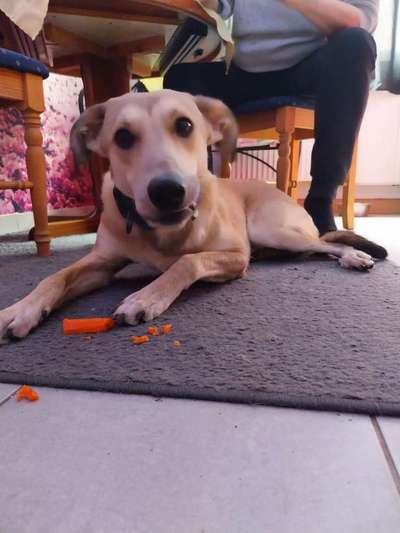 Mischlinge raten - Rätselspaß-Beitrag-Bild