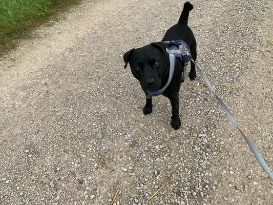 Patterdale Terrier-Beitrag-Bild