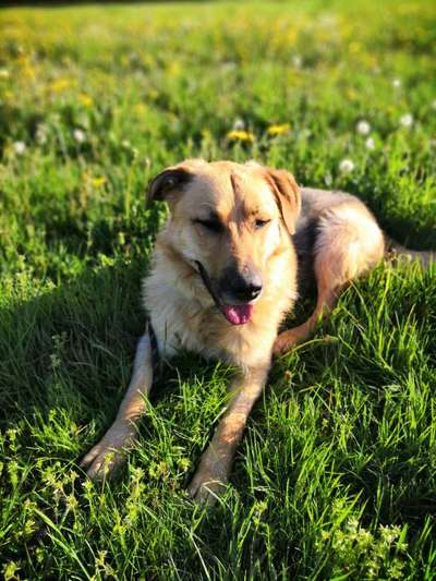 Die Dogorama Monats Challenge "Es grünt und blüht"-Beitrag-Bild