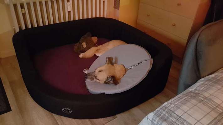 Kastrationswunde-Beitrag-Bild