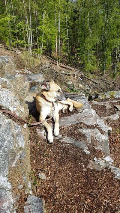 Auslandstierschutz-Beitrag-Bild